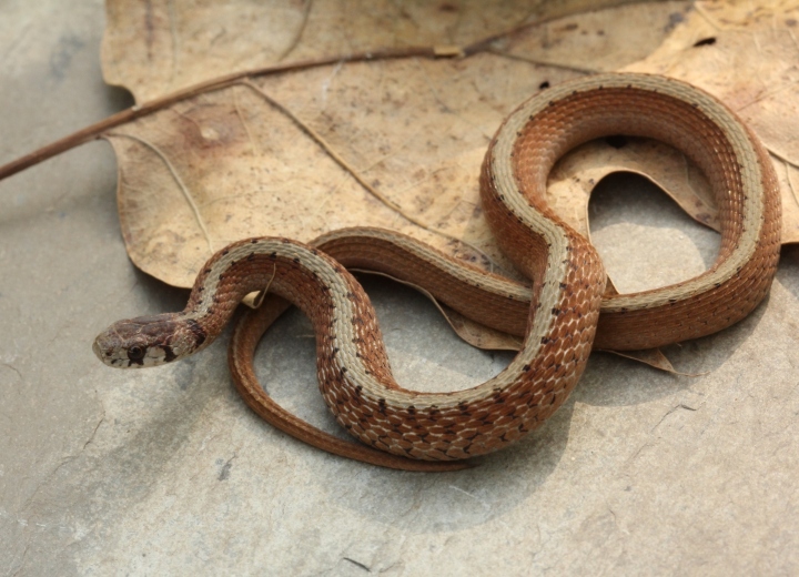 DeKay's Brown Snake